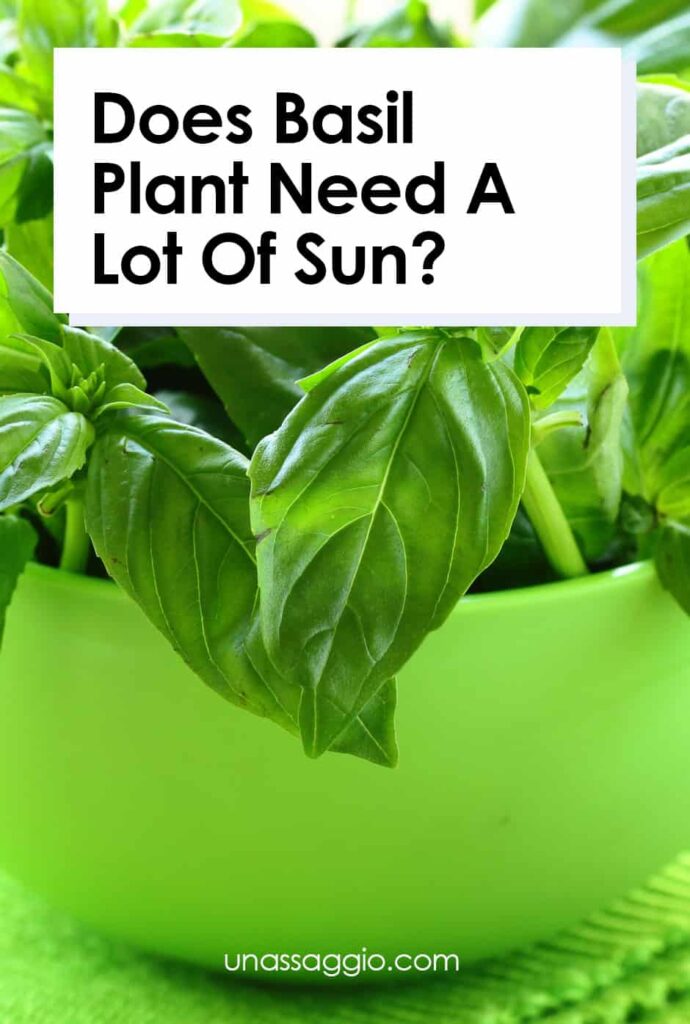 Does Basil need a lot of sun?