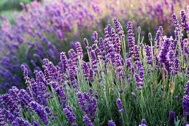 Does lavender need full sun?
