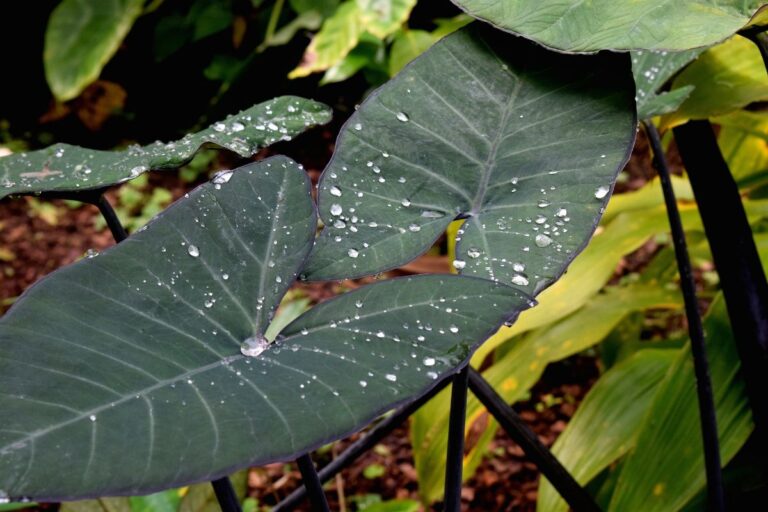 Planta oreja de elefante: reproducci&oacute;n