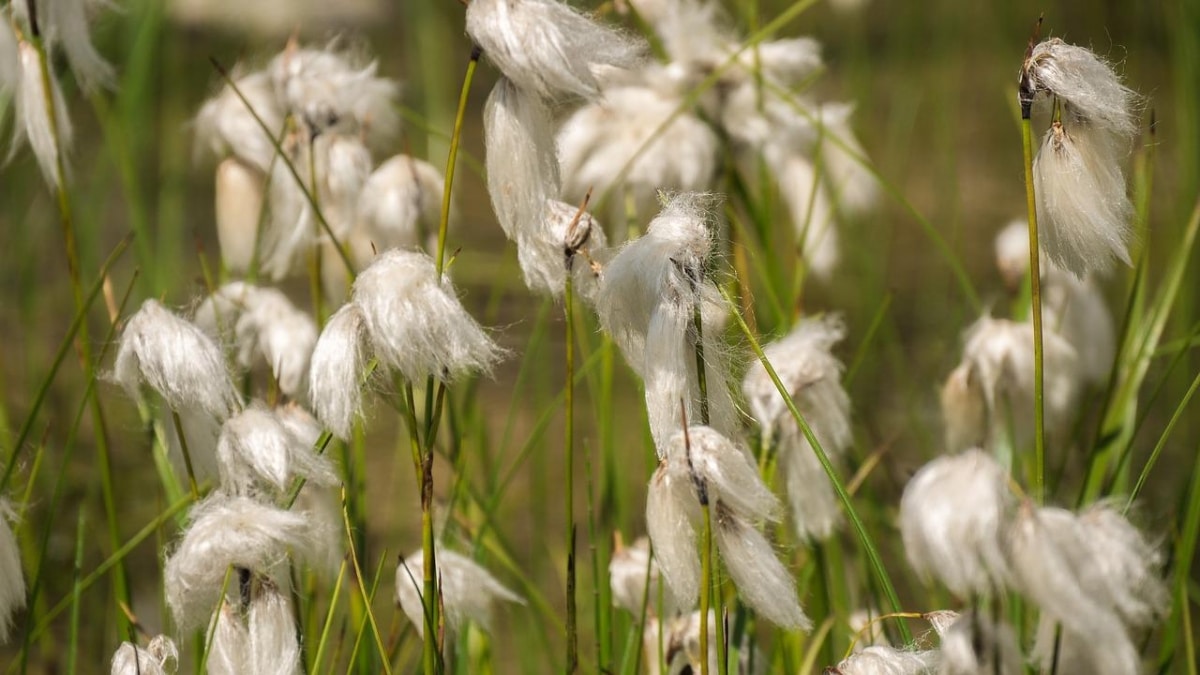 Cottongrass is decorative
