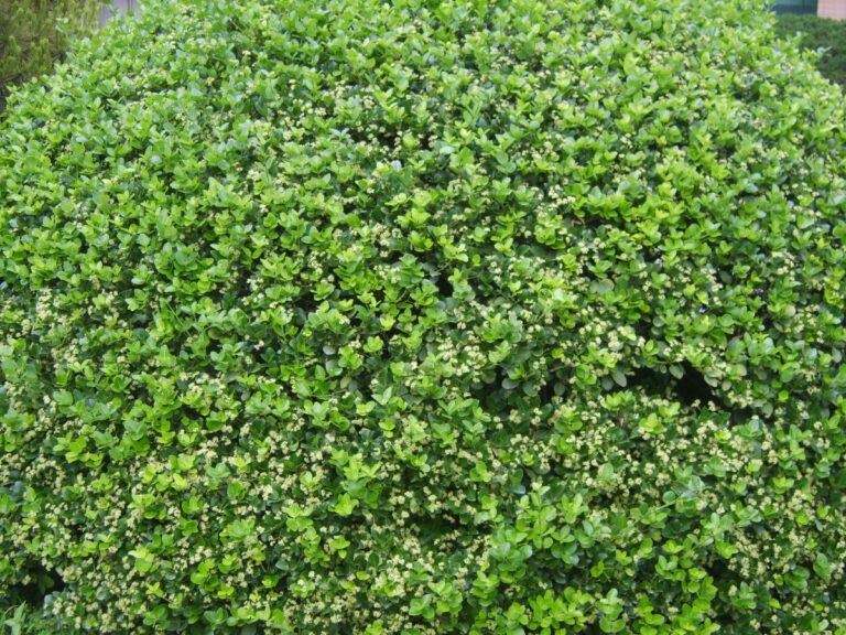 Euonymus japonicus en maceta