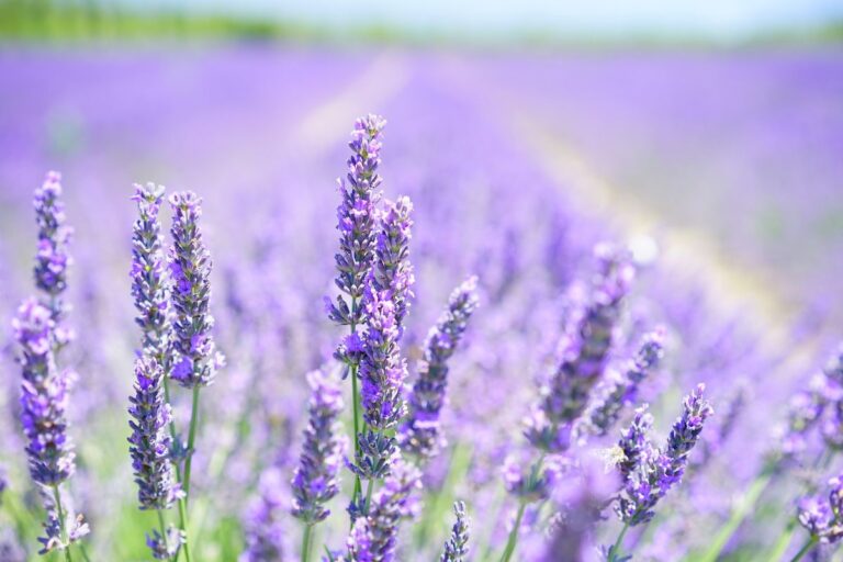 lavanda mustia