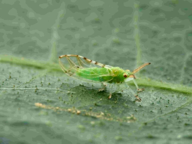 Fig tree insects and predators
