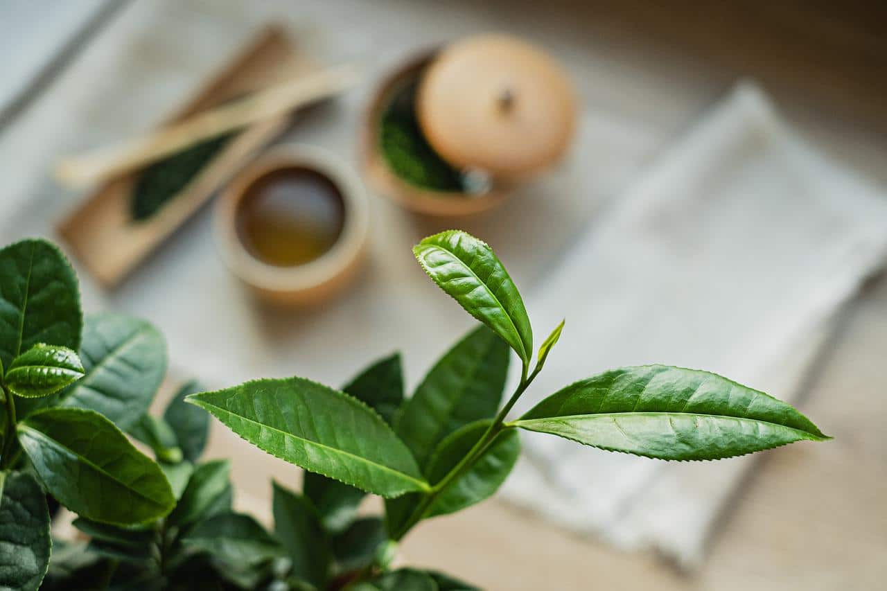 Camellia sinensis is known as the green tea tree.