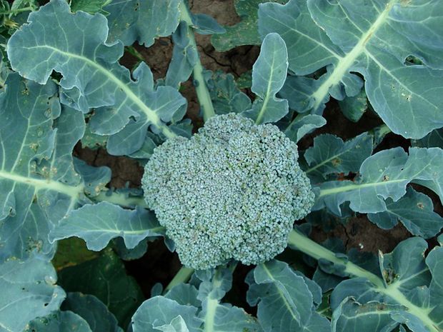 Grow broccoli in the garden