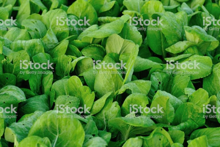Growing Pak Choi
