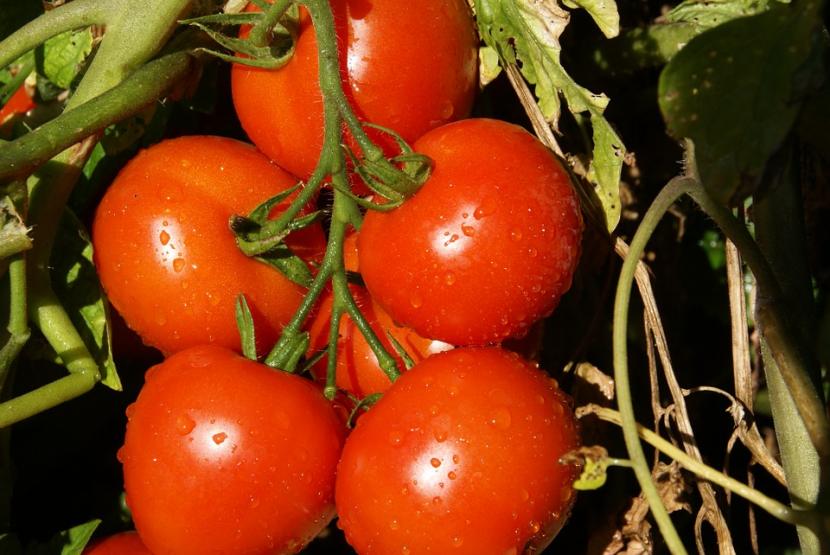 How and when to fertilize tomatoes