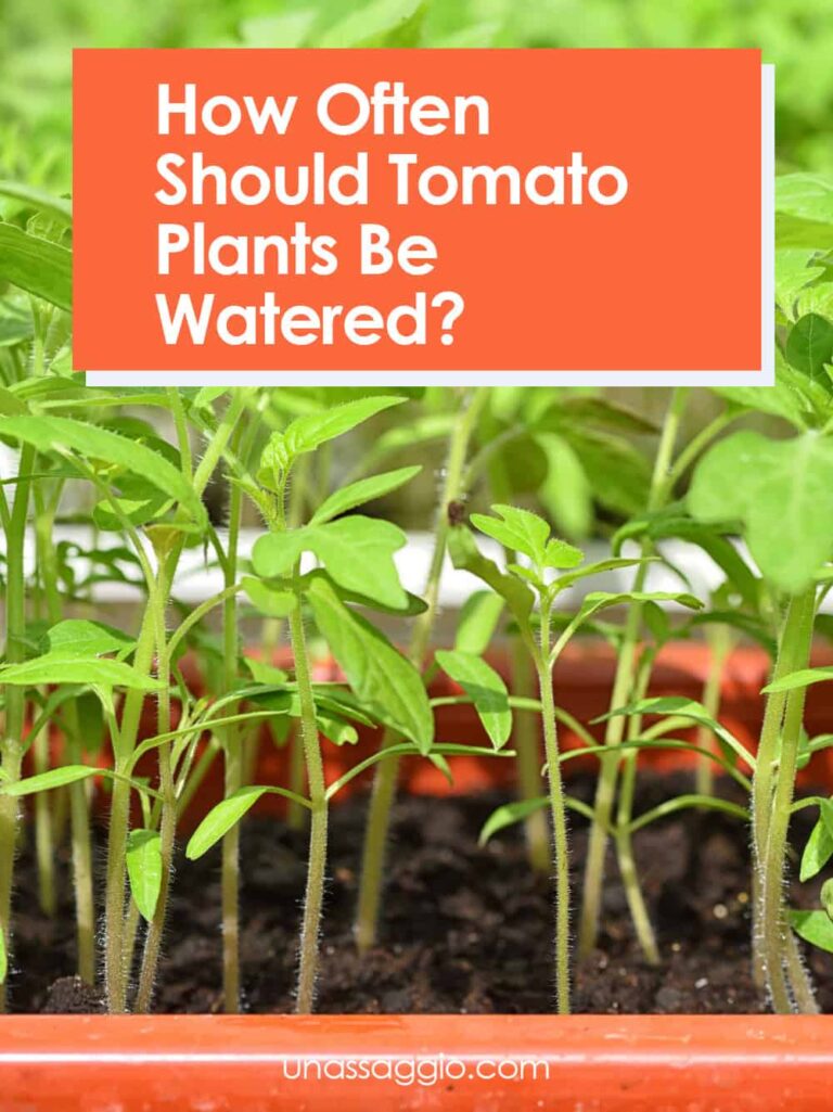 How often should tomato plants be watered?