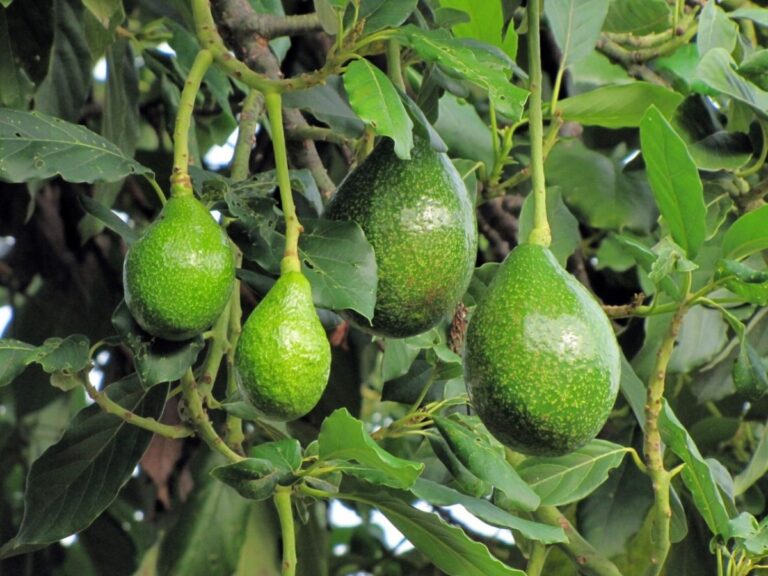 El riego del aguacate ser&aacute; moderado