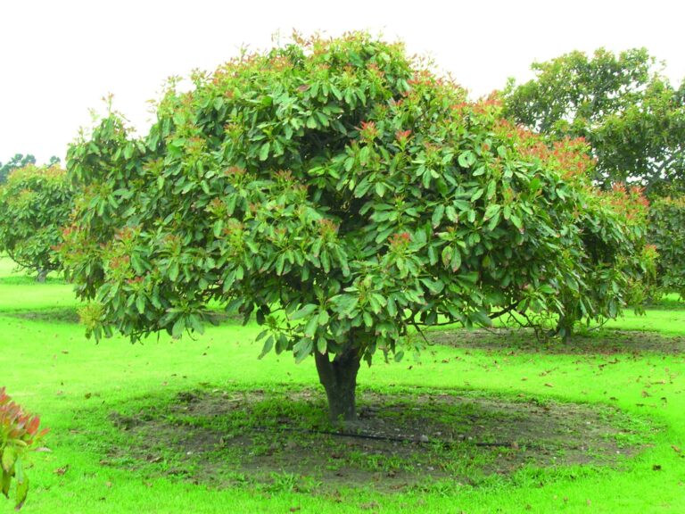 What can an avocado do?