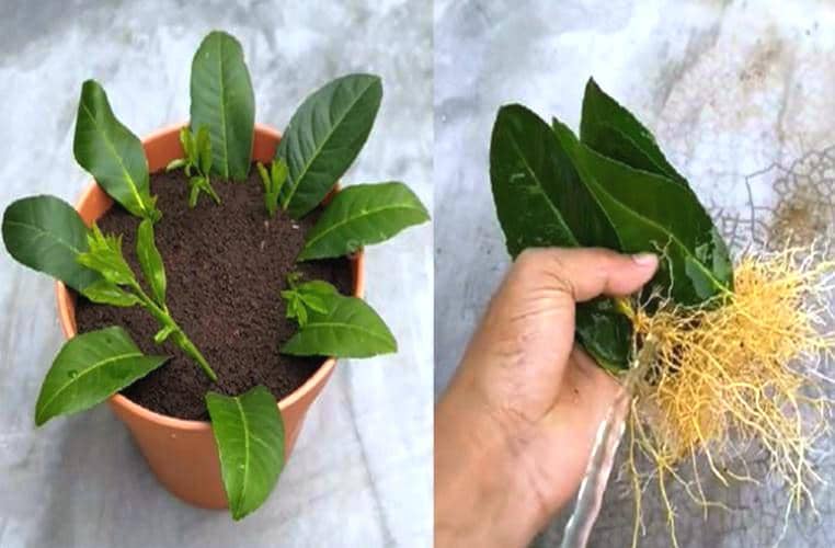How to Grow Lemon and Other Citrus From Leaves