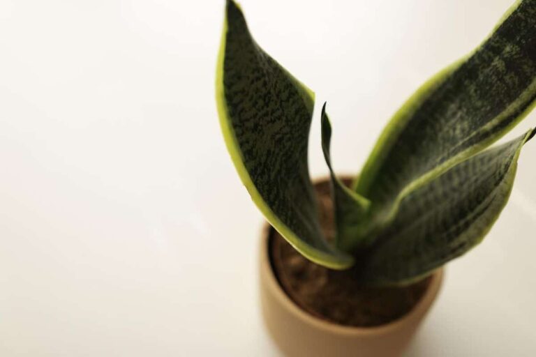 C&oacute;mo reproducir sansevieria