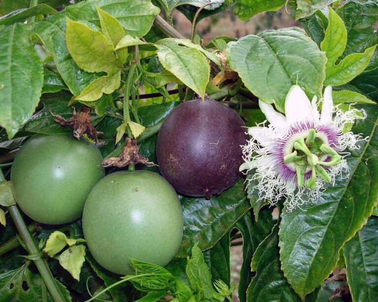 planta de maracuya en maceta