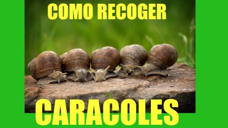 How to collect snails