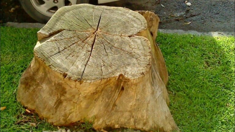 como secar un arbol de raiz