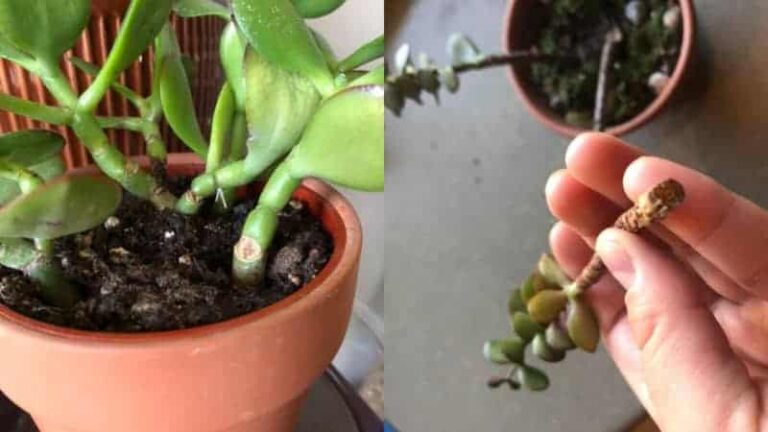 jade plant broken trunk