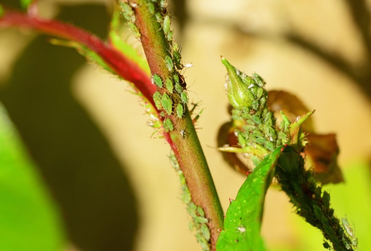 Green aphids harm roses