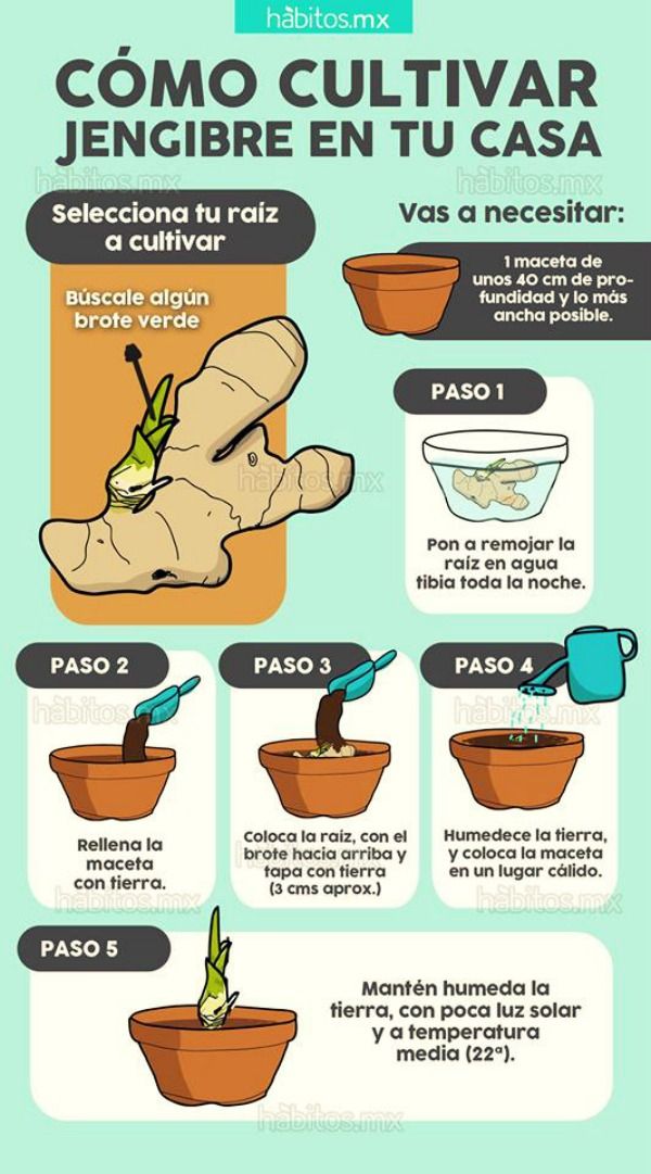 How to grow ginger