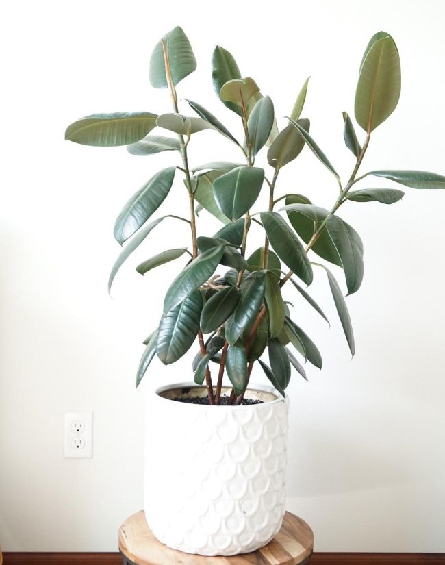 How to prune a rubber plant?