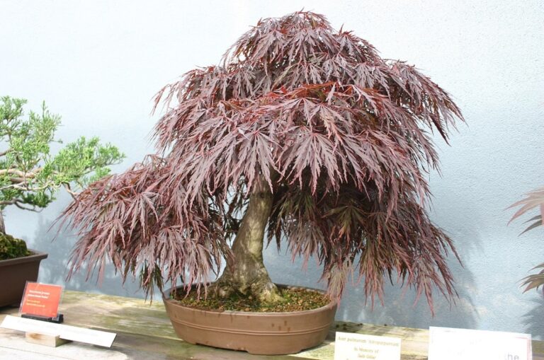 El bonsai de acer palmatum se poda a finales del invierno