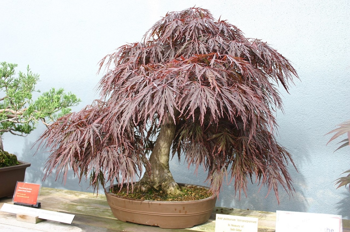 The bonsai acer palmatum is pruned at the end of winter