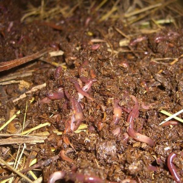 How to raise earthworms