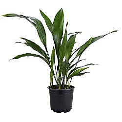 How to revive an Aspidistra?  – Great tips and tricks – ISPUZZLE