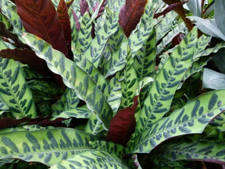 La calathea puede tener hojas amarillas