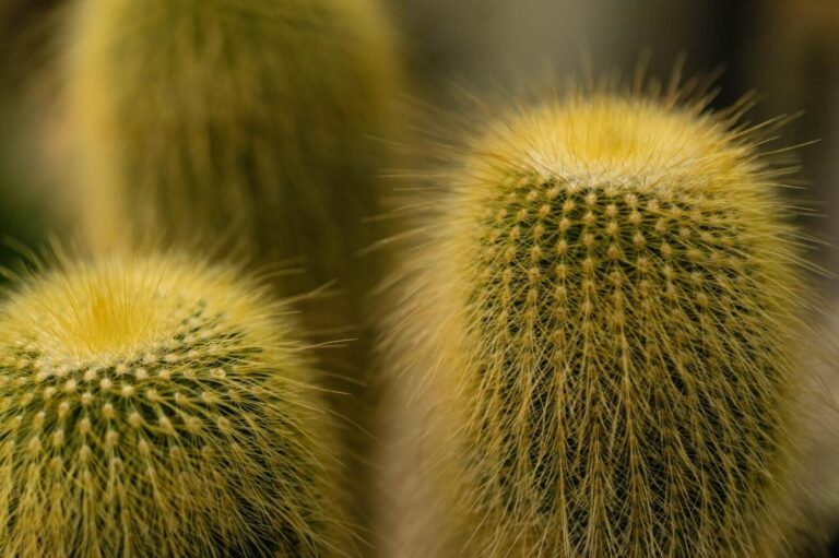No siempre es f&aacute;cil saber si un cactus est&aacute; muerto