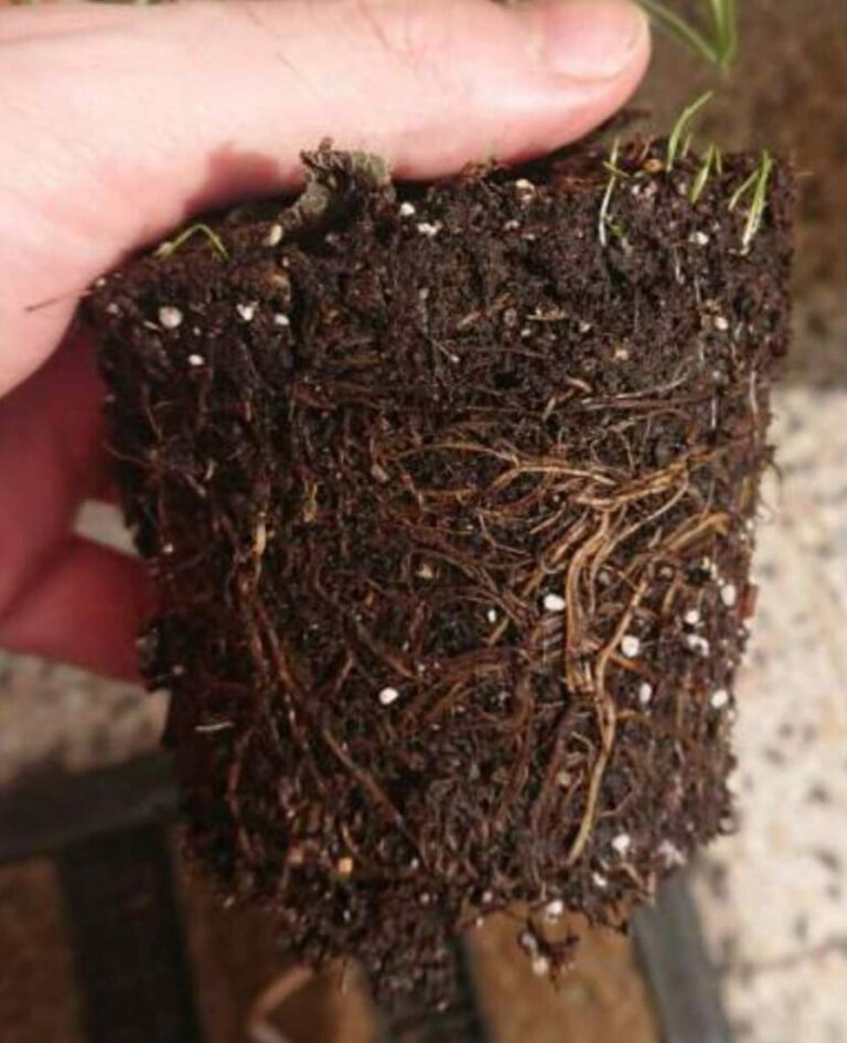 The roots turn brown, mushy and smelly due to excess water.