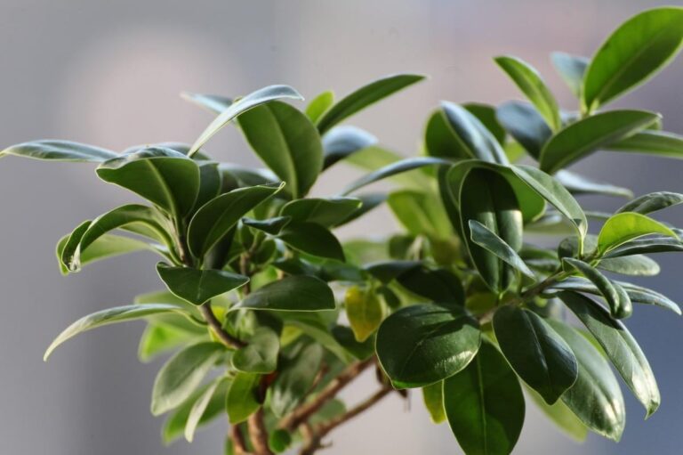 Los ficus pueden estar en maceta