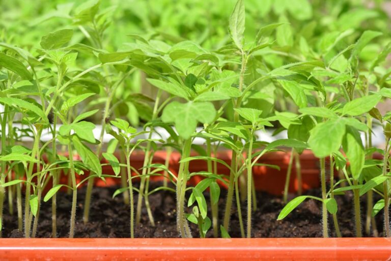 How often should tomato plants be watered?