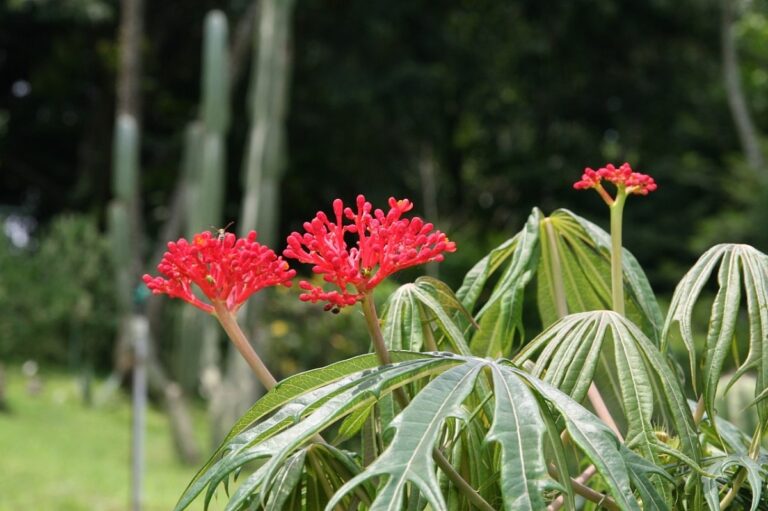 La Jatropha multifida florece en verano