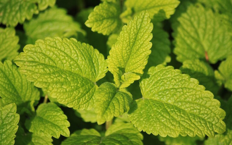 Lemon Balm: Cultivation And Uses