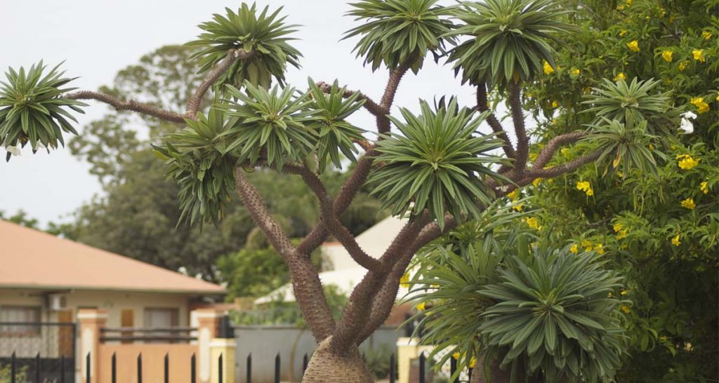 Palm specimen from Madagascar