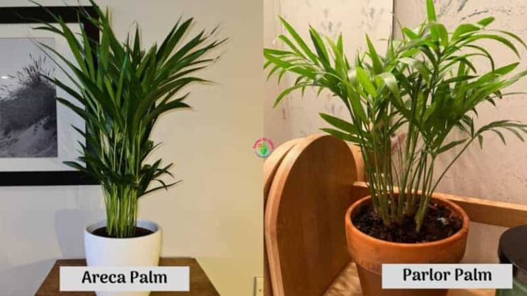 Parlor Palm vs.  Areca Palm (5 differences you need to know) – ISPUZZLE