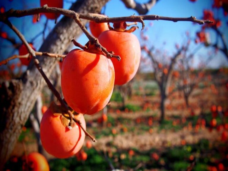 Persimmon seeds, covered and winter