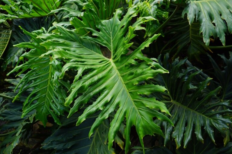El filodendro es una planta tropical