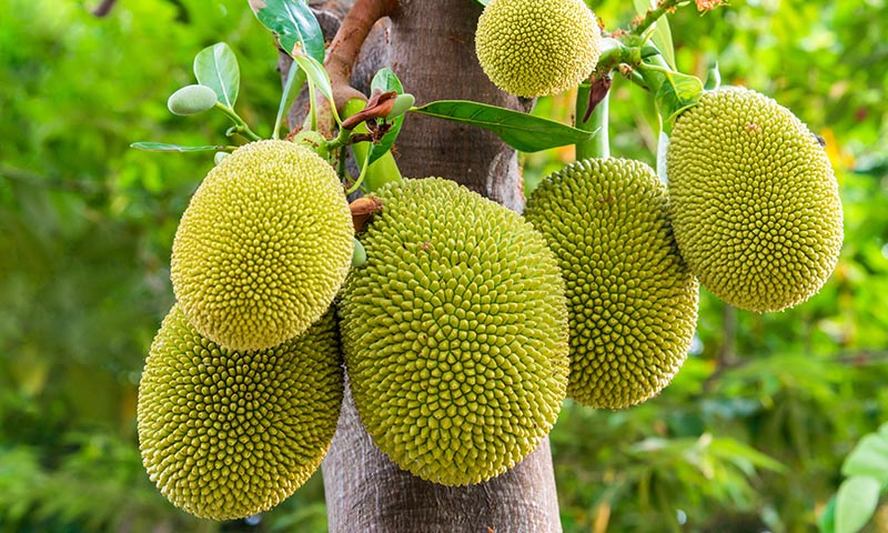 Pomelo or jackfruit: a huge exotic fruit