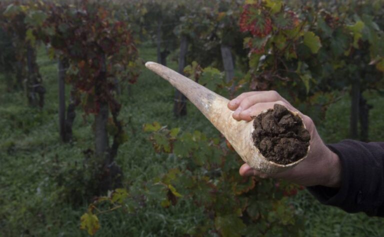 Preparing the biodynamic pile