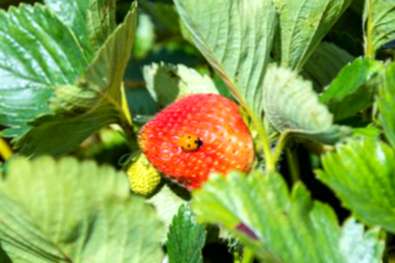 Protect strawberries from insects