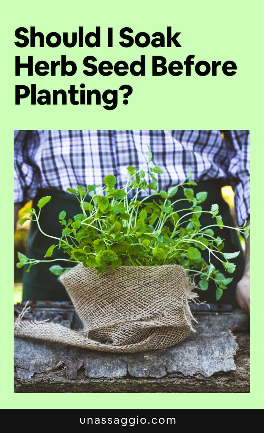 Should I soak herb seeds before planting?