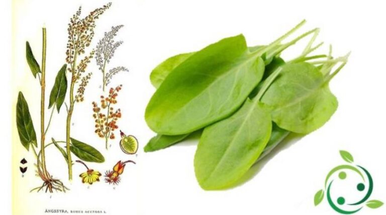 Sorrel or steep grass: characteristics and cultivation
