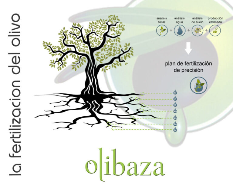 The fertilization of the olive tree