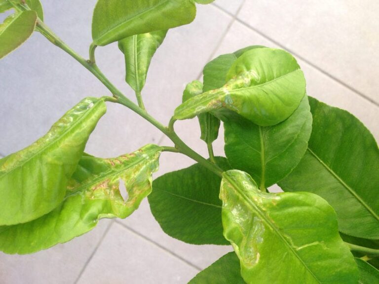 The main lemon diseases
