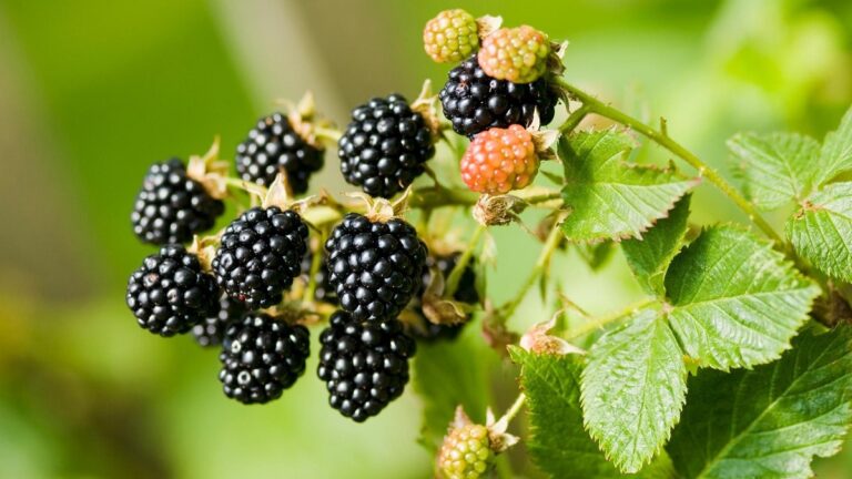 moras del campo