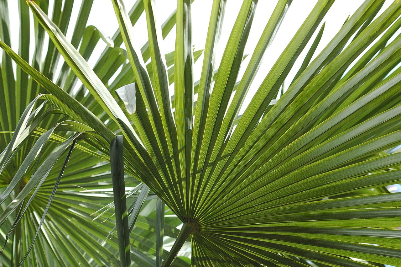The leaf of trachycarpus fortunei is green.