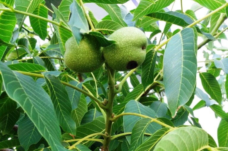 Walnut pathologies