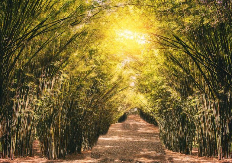What are the fastest growing privacy hedge plants?