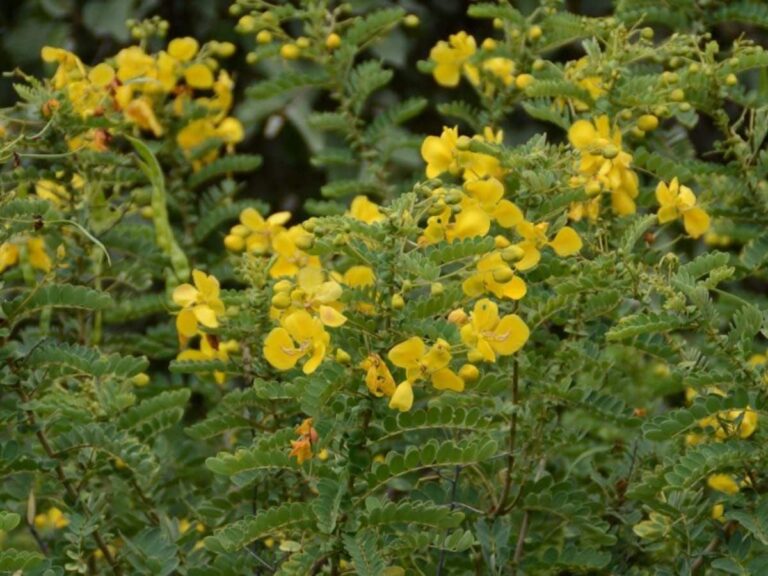 planta ruda